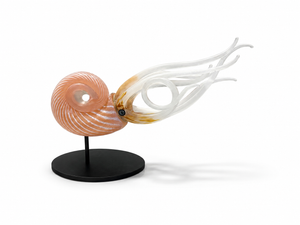 Nautilus -coral