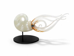Nautilus -White