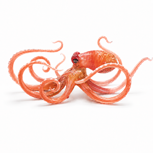 Coral Lg Octopus